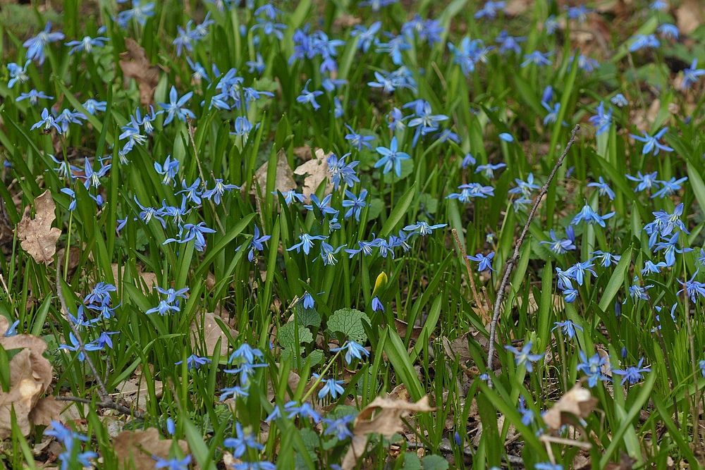 Auf dem Gailenberg: Zweiblättriger Blaustern 01