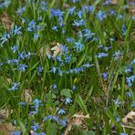 Auf dem Gailenberg: Zweiblättriger Blaustern 01