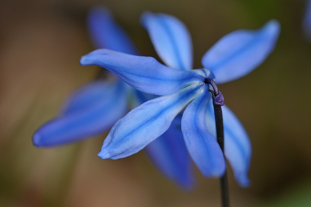 Auf dem Gailenberg: Zweiblättriger Blaustern 02