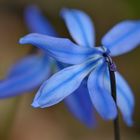 Auf dem Gailenberg: Zweiblättriger Blaustern 02