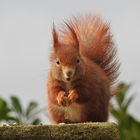 Auf dem Gartenkamin....