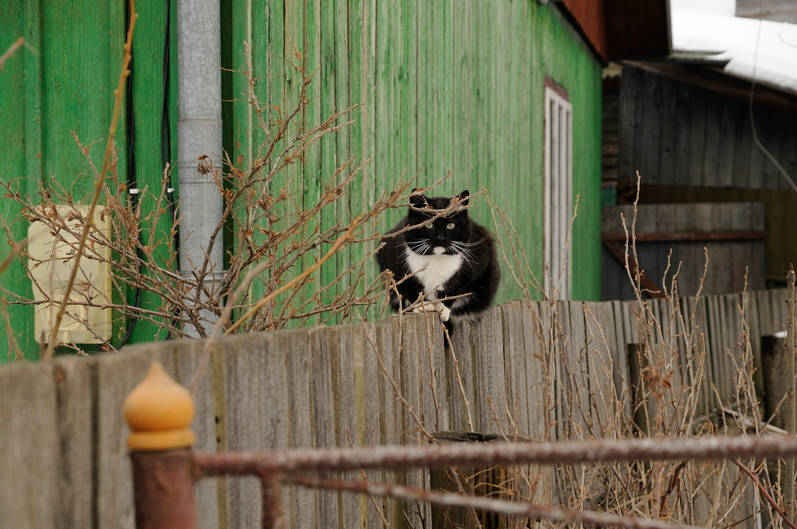 Auf dem Gartenzaun