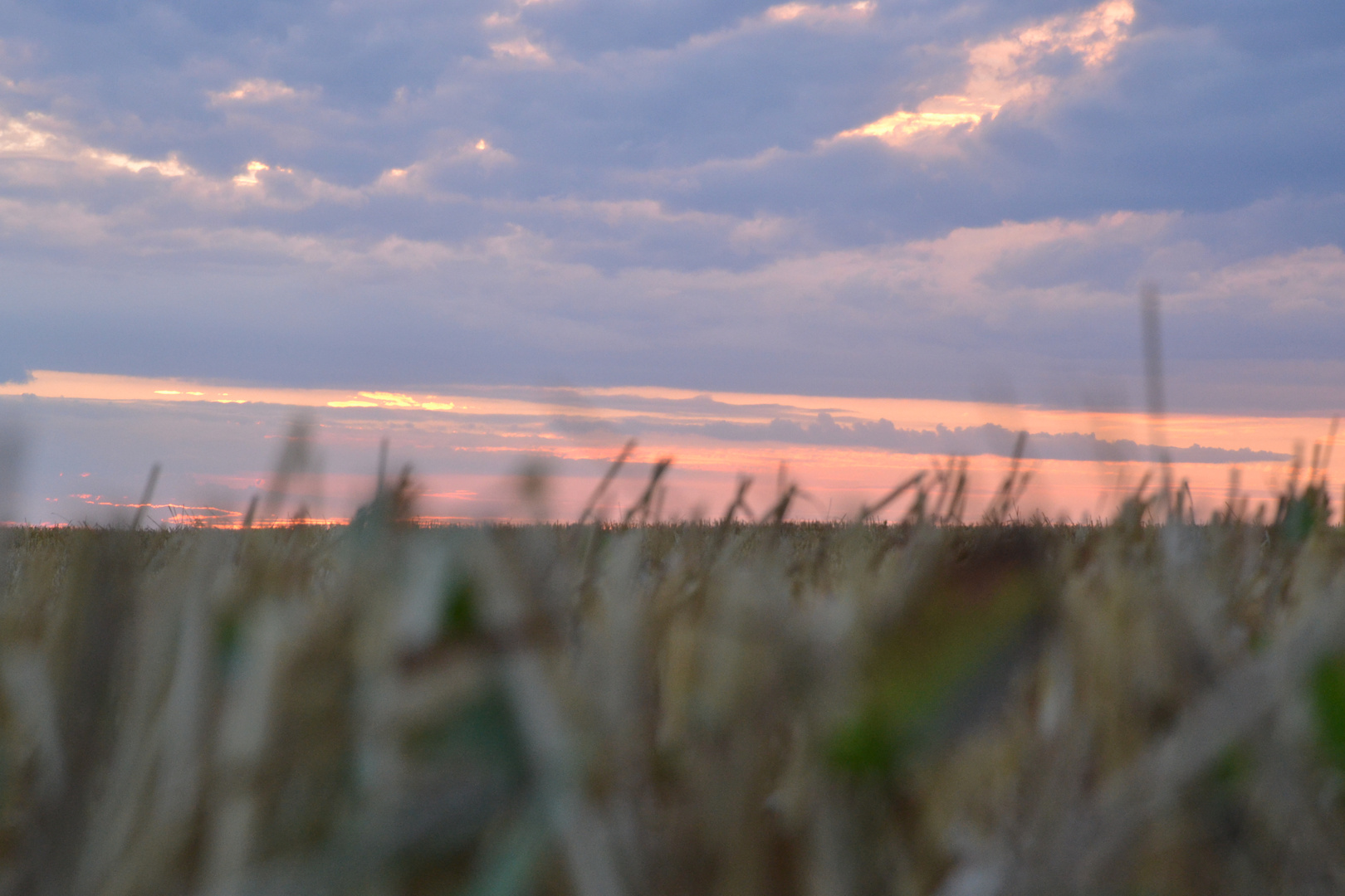 auf dem geernteten Feld