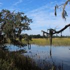 auf dem Gelände der Boone Hall Plantage