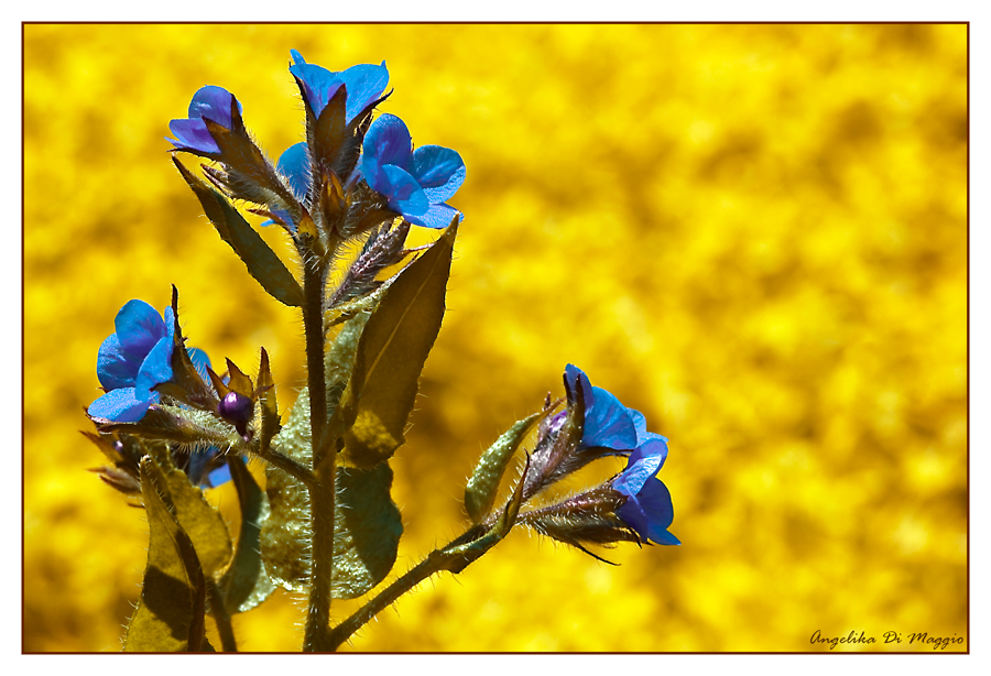 Auf dem gelben Blumenbeet