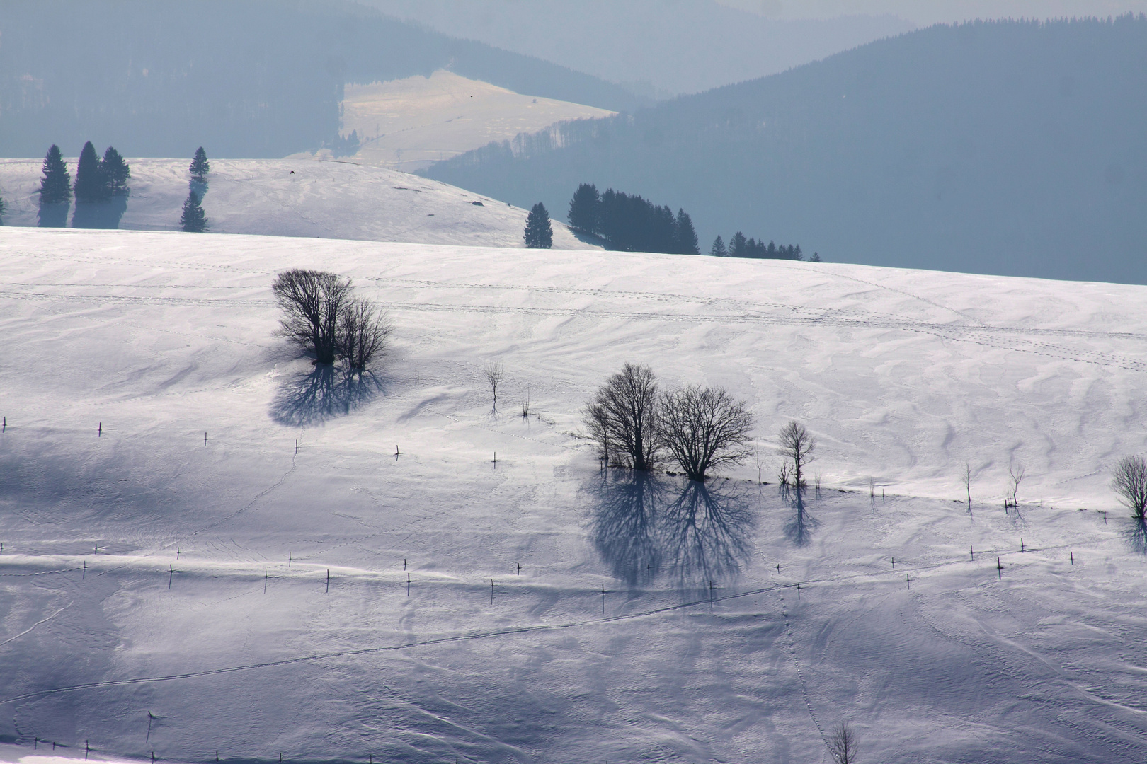 Auf dem Gipfel des Stohren - Münstertal