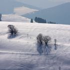 Auf dem Gipfel des Stohren - Münstertal