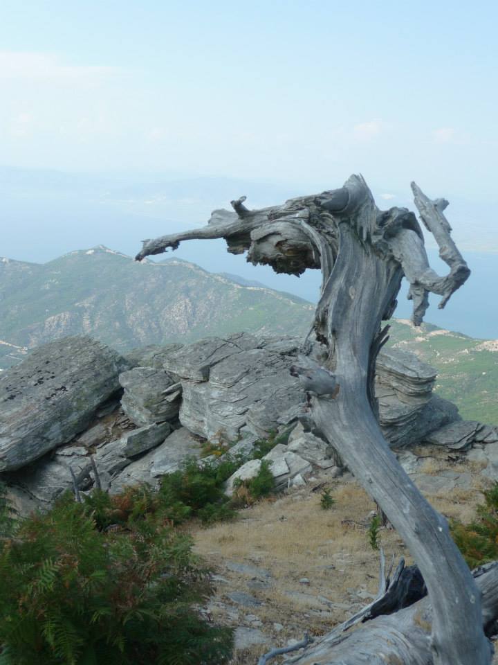 Auf dem Gipfel des Ypsario (Thassos)