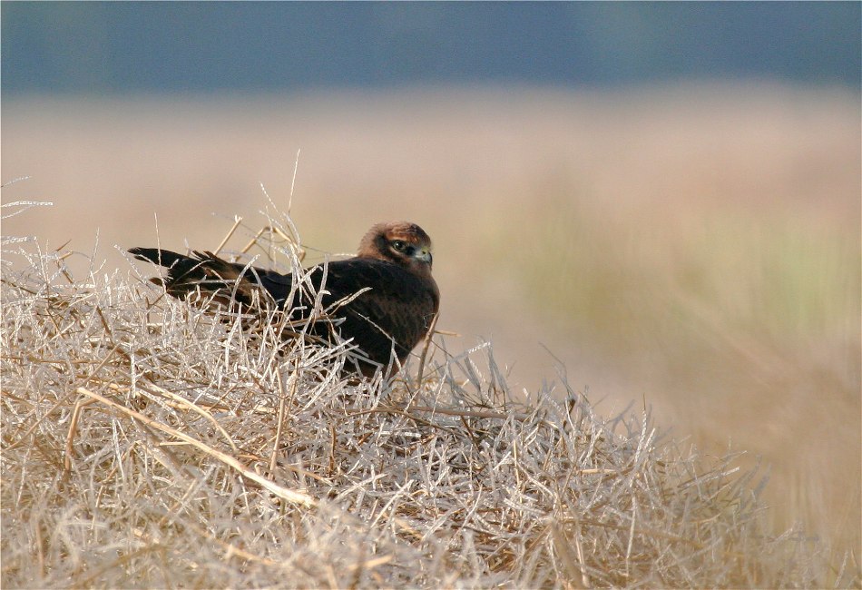 Auf dem Glasnudelberg