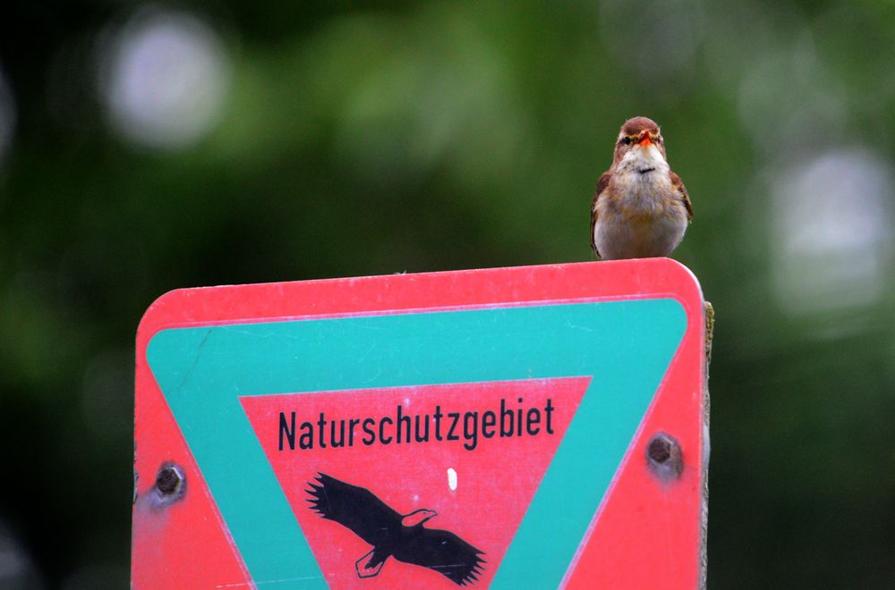 auf dem gleichen Schild wie das Blaukehlchen