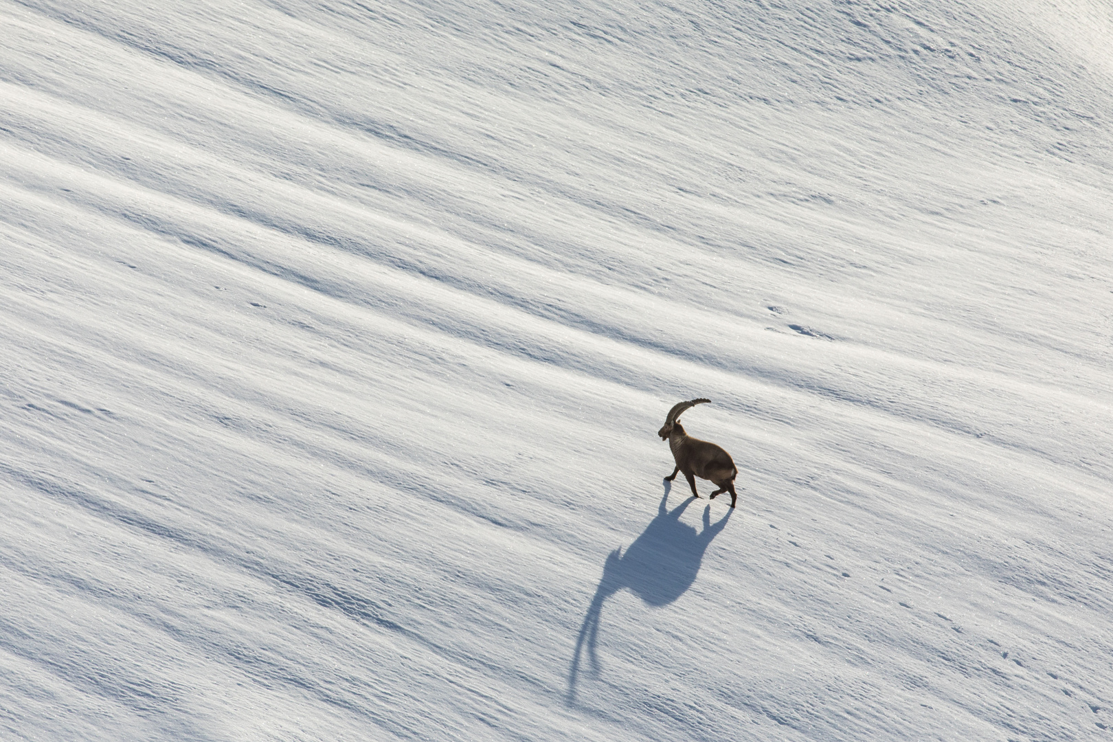 Auf dem Gletscher...