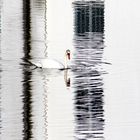 Auf dem Glückburger Schloßsee ...