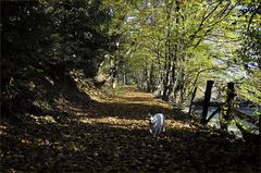 auf dem goldenen Pfad