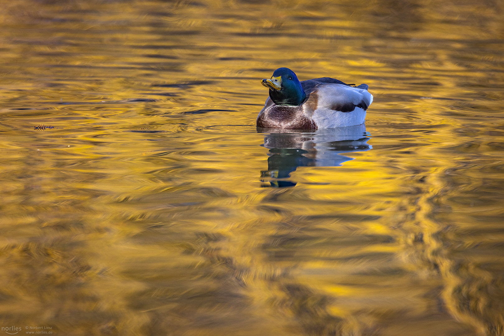 Auf dem goldenen Wasser