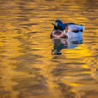 Auf dem goldenen Wasser