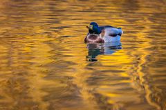 Auf dem goldenen Wasser