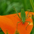 Auf dem Goldmohn