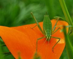 Auf dem Goldmohn