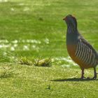 Auf dem Golfplatz