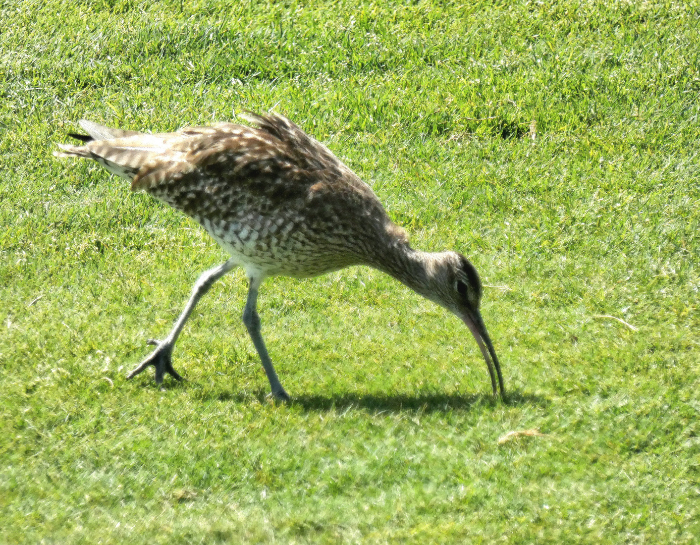 Auf dem Golfplatz 