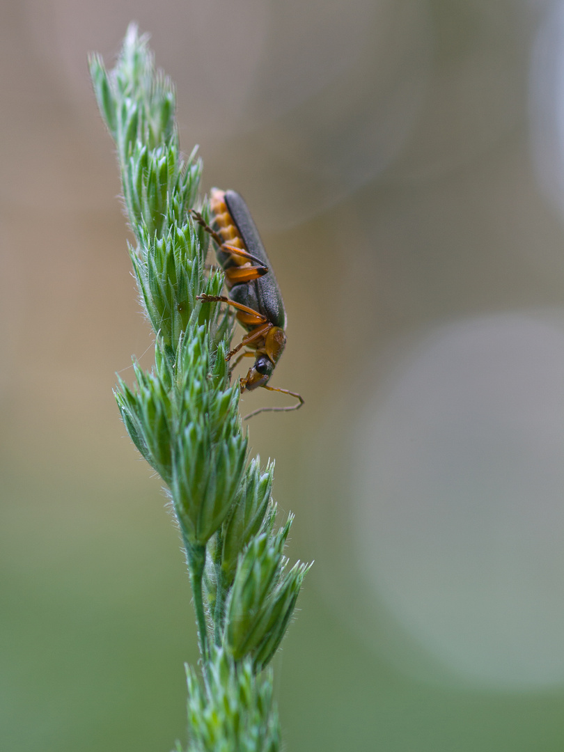 Auf dem Gras