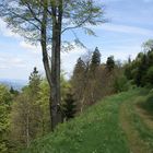 Auf dem grauen Weg am Inselsberg