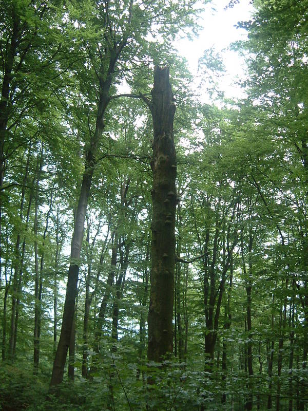 Auf dem großen Gleichberg bei Römhild im Grabfeld in Thüringen