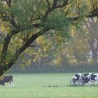 Auf dem Großen Sett in Aurich