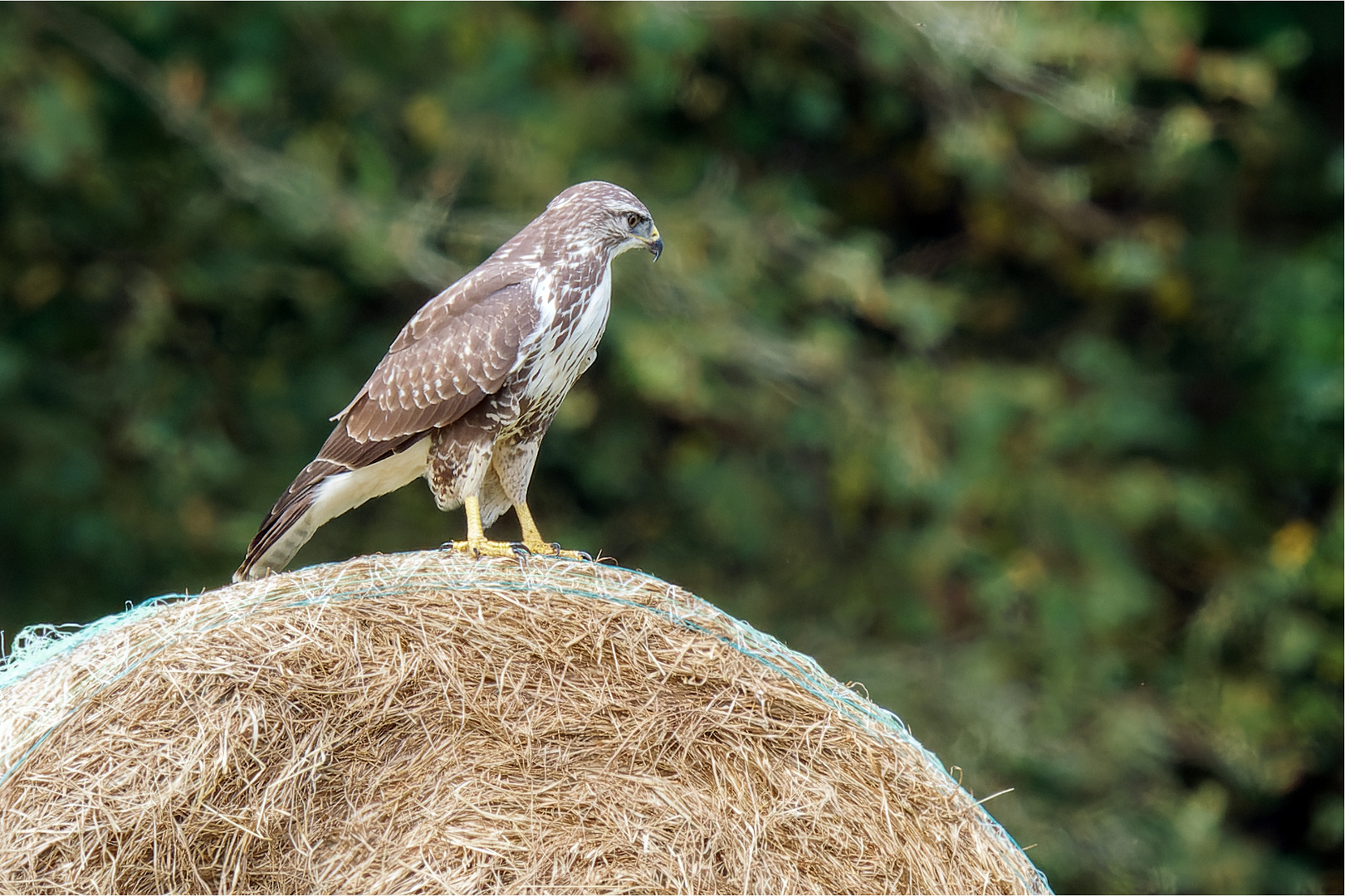 auf dem großen Strohrad ..... - 2 -