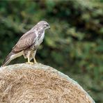 auf dem großen Strohrad ..... - 2 -