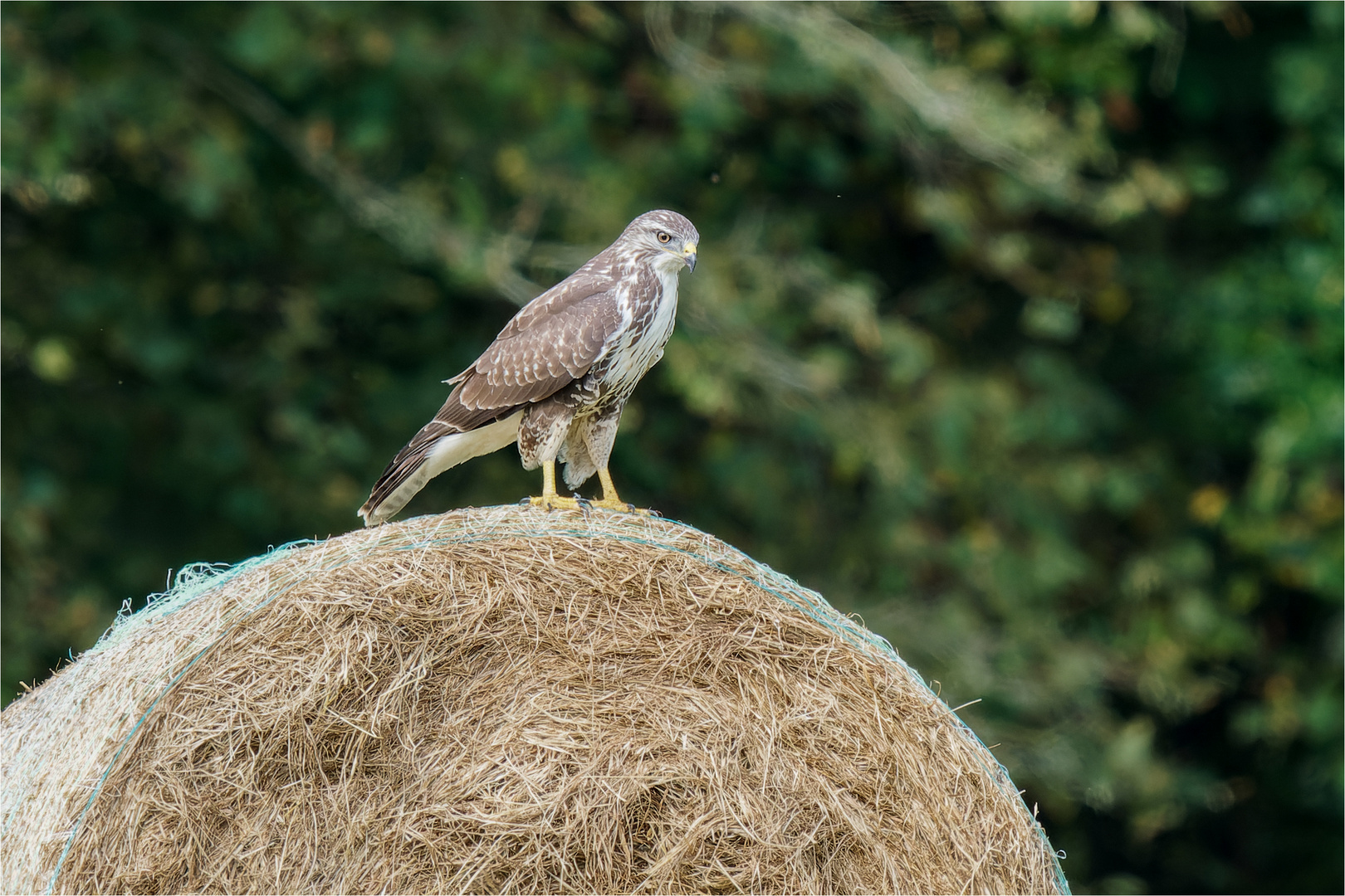 auf dem großen Strohrad  .....