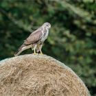 auf dem großen Strohrad  .....