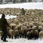 Auf dem grossen Weihnachtstrail, Widmung an den Schäfer Thomas Stumm