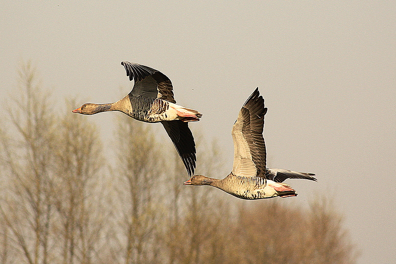 Auf dem Heimflug