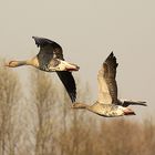 Auf dem Heimflug