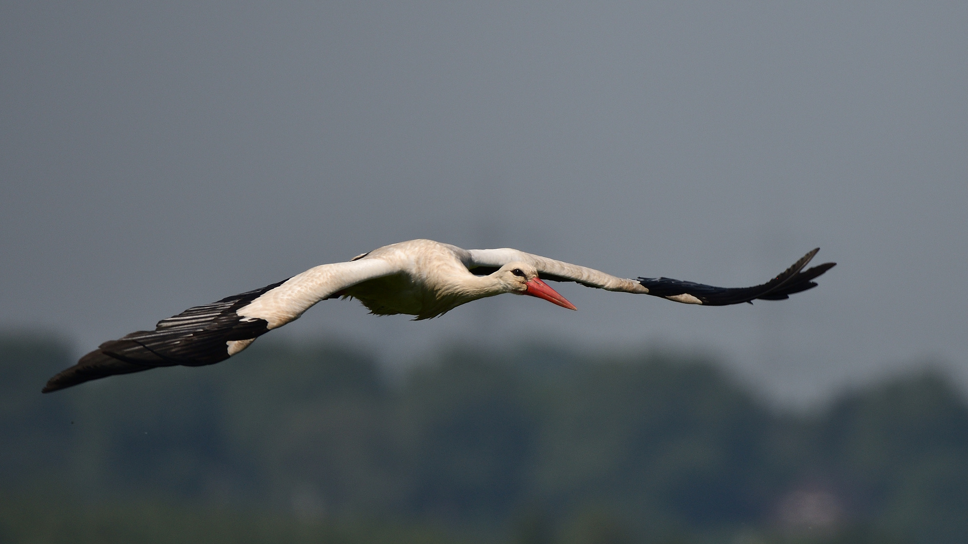 Auf dem Heimflug