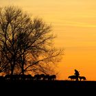 Auf dem Heimweg