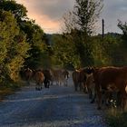 Auf dem Heimweg