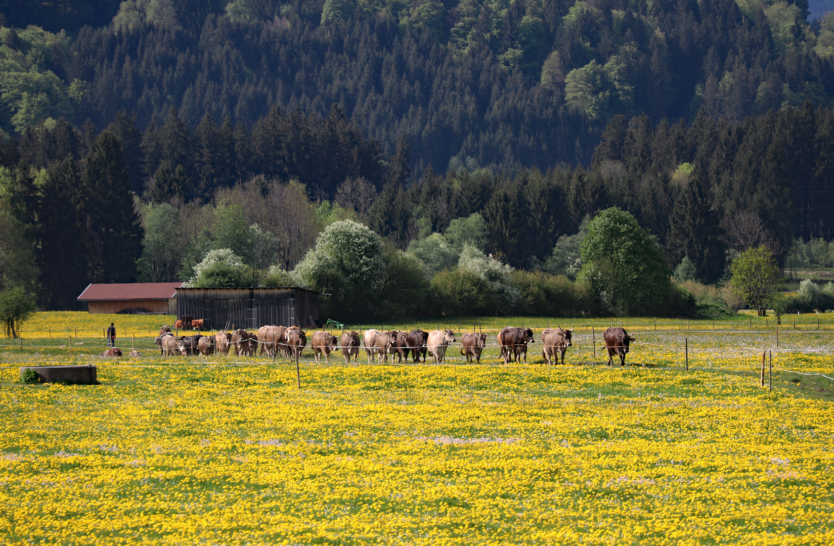 Auf dem Heimweg