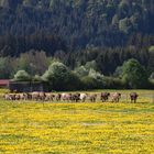 Auf dem Heimweg