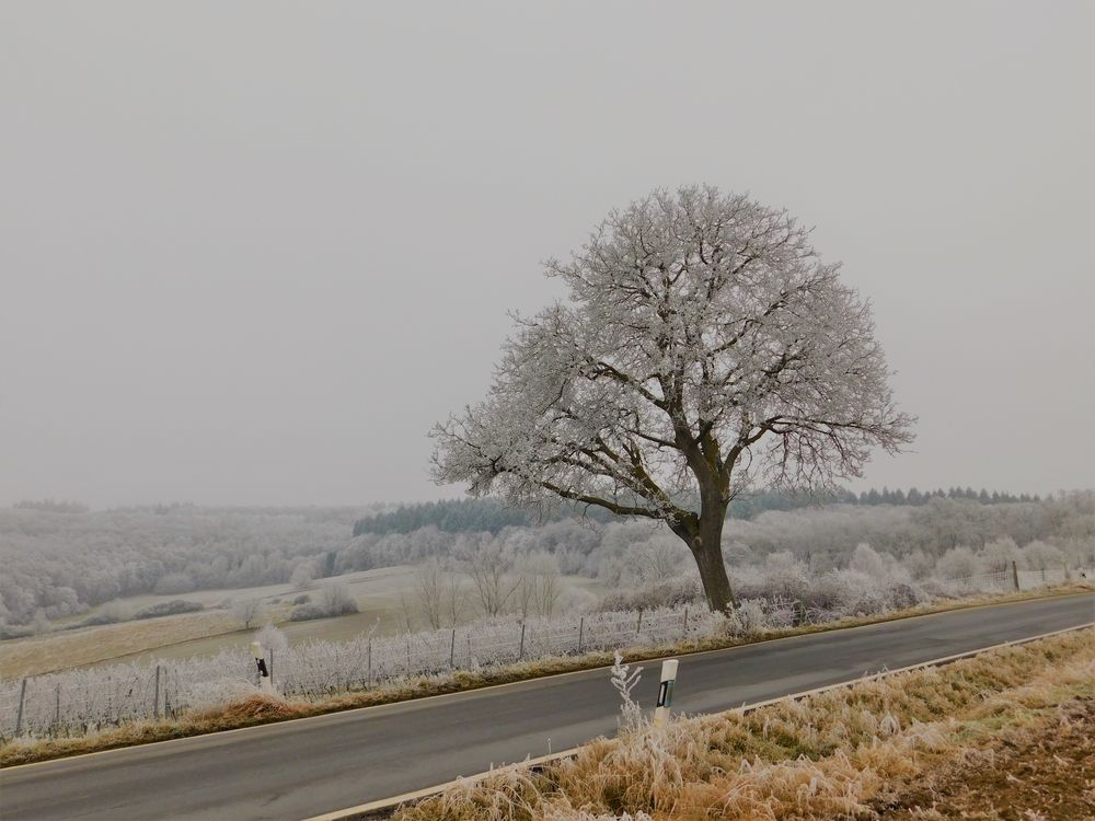 Auf dem Heimweg....