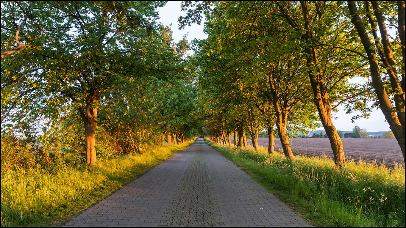 Auf dem Heimweg ...