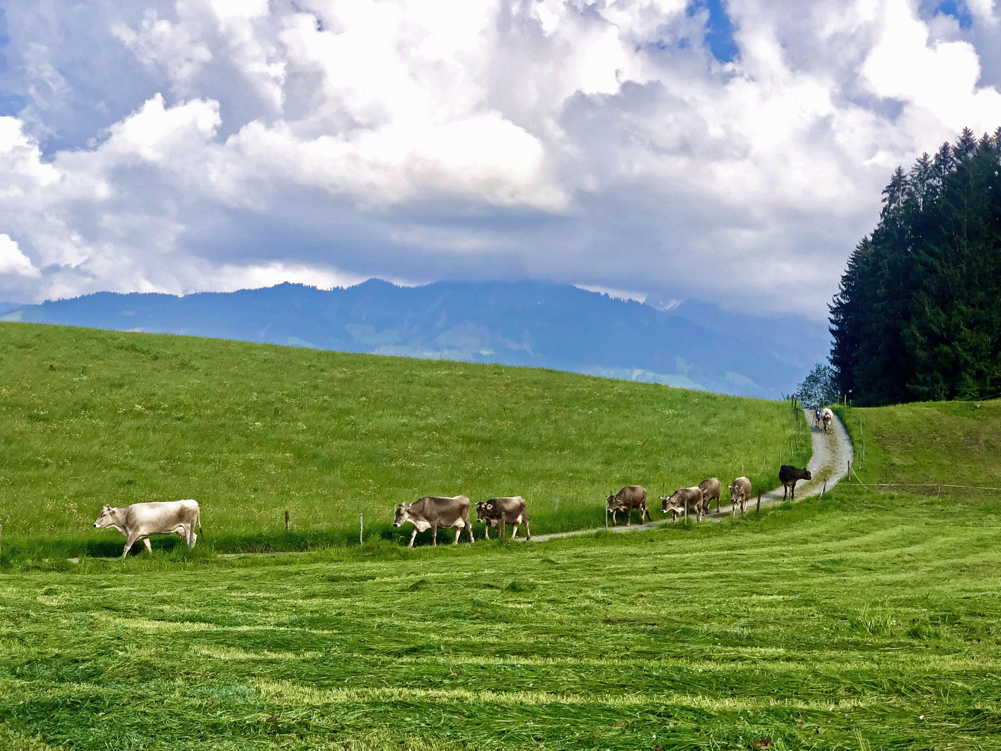 Auf dem Heimweg