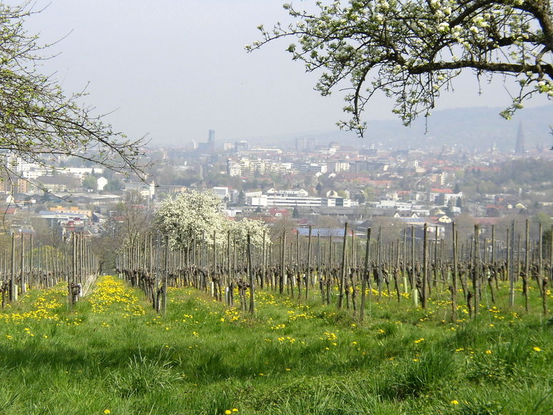 Auf dem Heimweg vom Schönberg