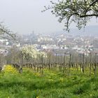 Auf dem Heimweg vom Schönberg