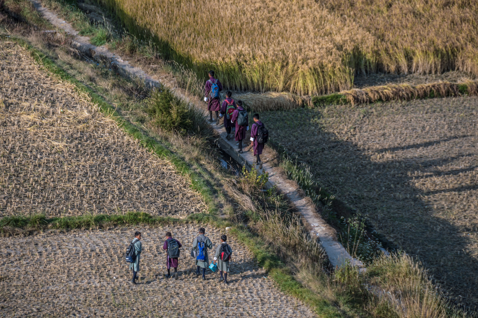 Auf dem Heimweg von der Schule durch Reisfelder (Bhutan)