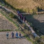 Auf dem Heimweg von der Schule durch Reisfelder (Bhutan)