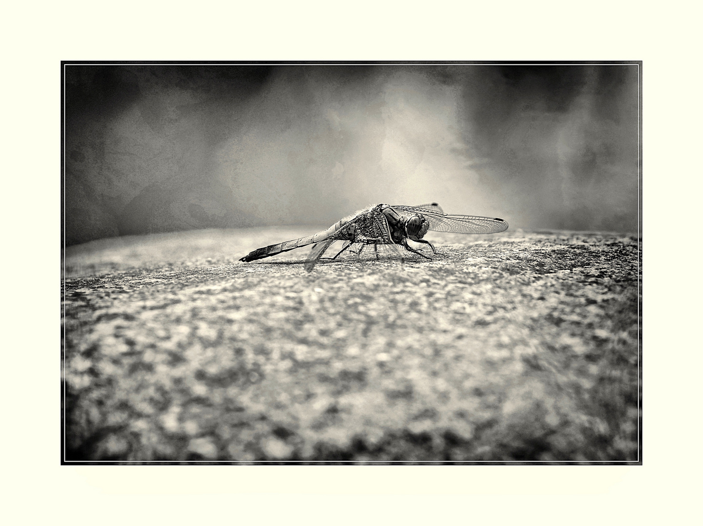 auf dem heißen Stein Foto & Bild tiere, wildlife