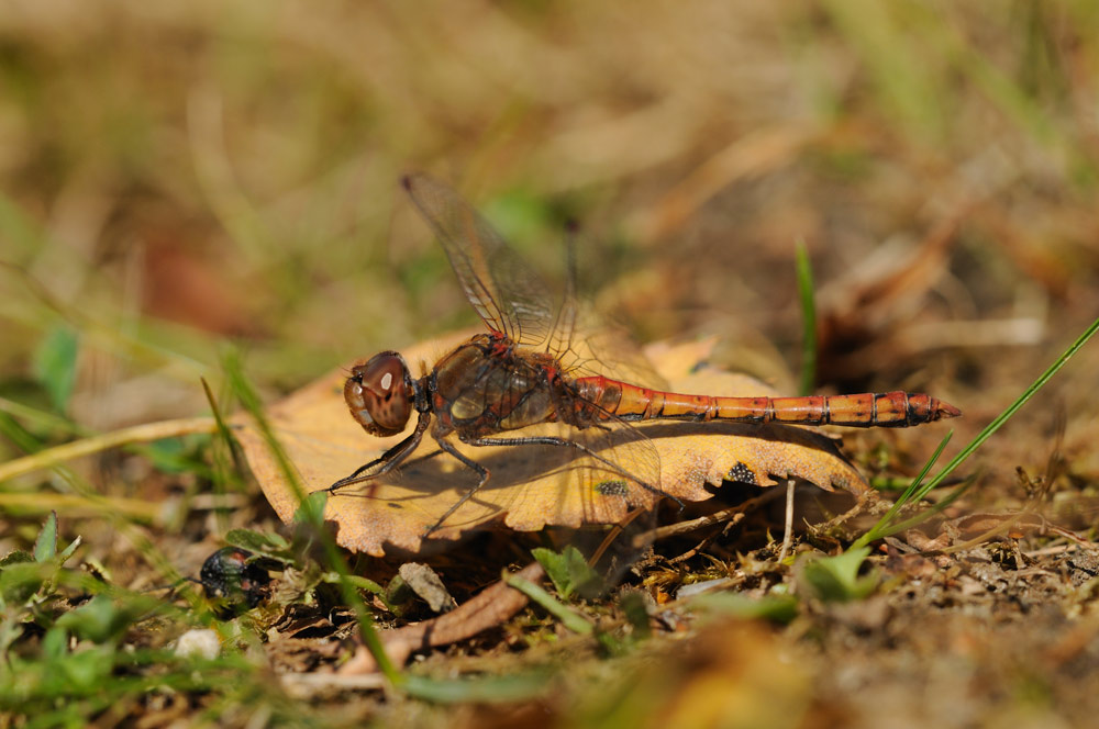 Auf dem Herbstboden. Große Heidelibelle. Männchen.