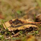 Auf dem Herbstboden. Große Heidelibelle. Männchen.